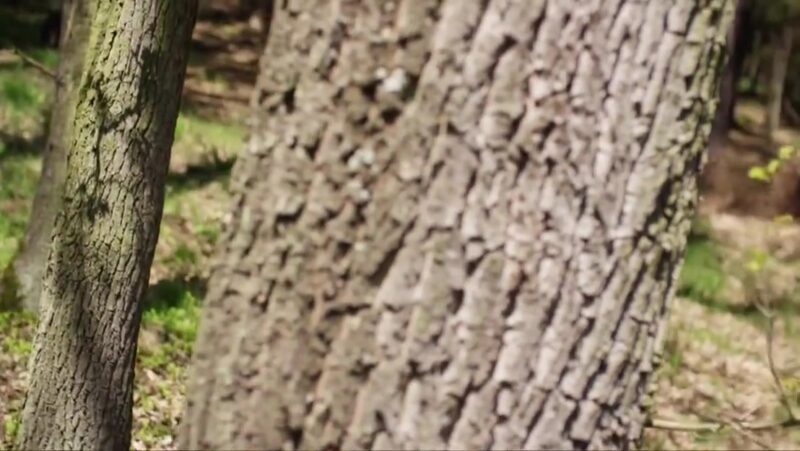 Alexis Crystal - Erotic Forest fairy
